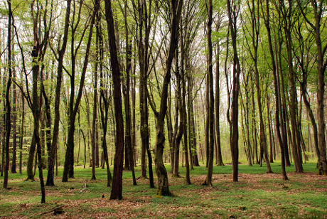 Ravninski gozd