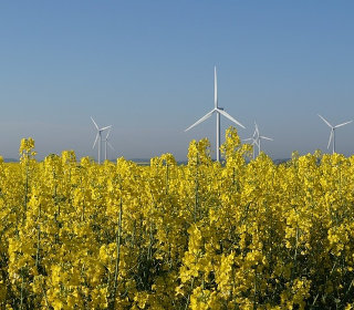 Polje z oljno repico in vetrnimi elektrarnami v ozadju
