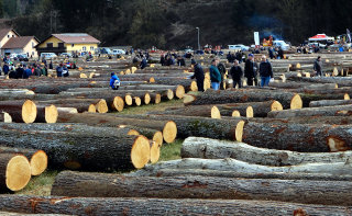 Dražba lesa 2020