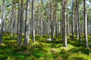 Borov gozd