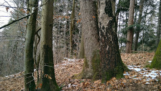 Gozd v zimskem času