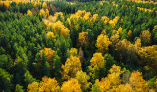 Pogled na jesenski gozd iz zraka