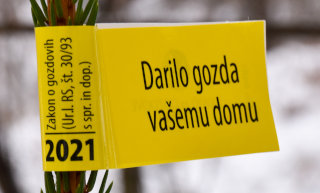 Oznaka novoletnih smrek iz slovenskih gozdov