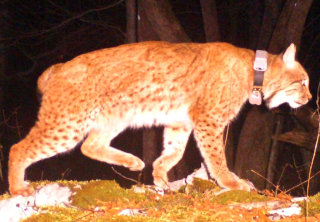 Ris Goru, fotografija LIFE Lynx