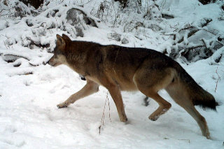 Volk na snegu