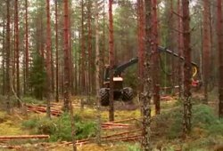 Švedsko gozdarstvo