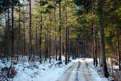 Zimski gozd s cesto