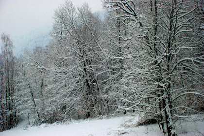 Gozdni rob v snegu