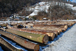 Dražba lesa 2013