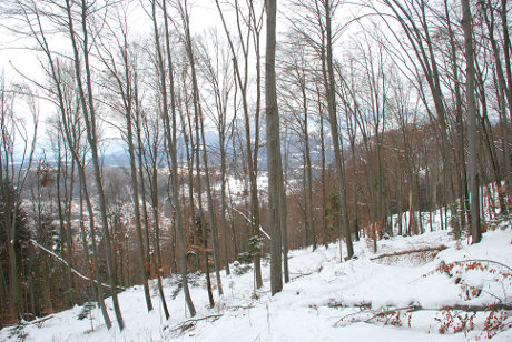 Zimski gozd s pogledom na Kamnik