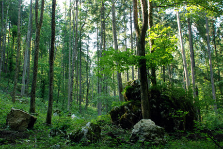Gozd v Kamniški Bistrici