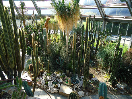 Botanični vrt Berlin - kaktusi