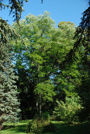Botanični park Sežana - drevesa