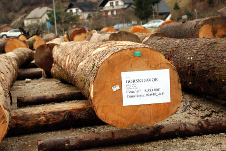 Najdražji hlod na dražbi lesa 2014