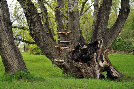 Staro votlo in razvejano drevo