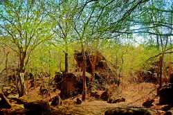 Mlada drevesa v Indiji ob skalah