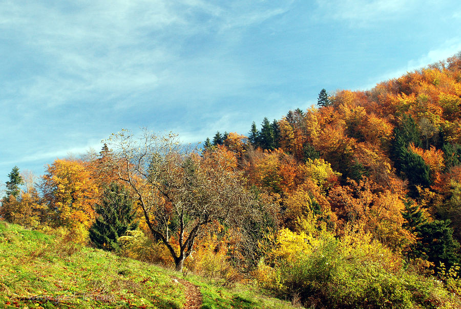 Gozd v jesenskih barvah, travnik in drevo