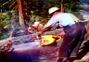 Gozdni delavec pri delu z motorno žago
