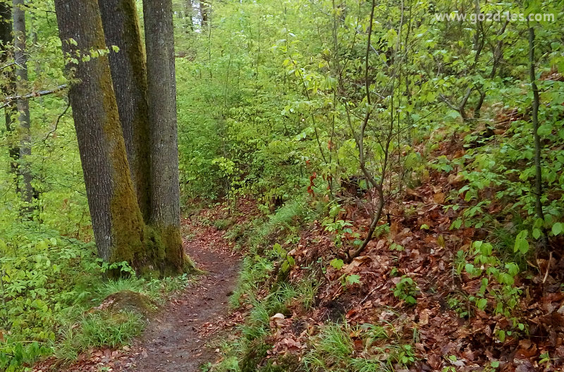 Pot v gozdu