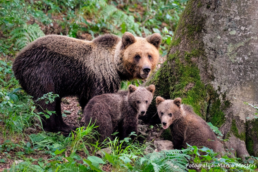 Medvedja družina