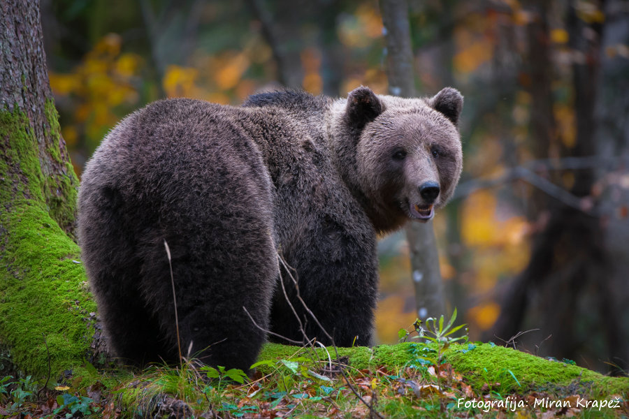 Rjavi medved v Sloveniji