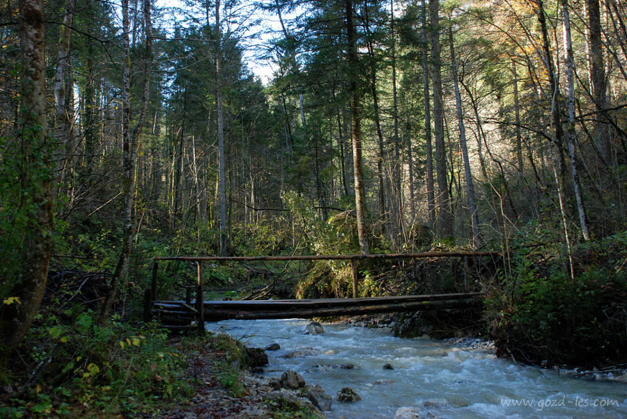 Leseni most za pohodnike v gozdu