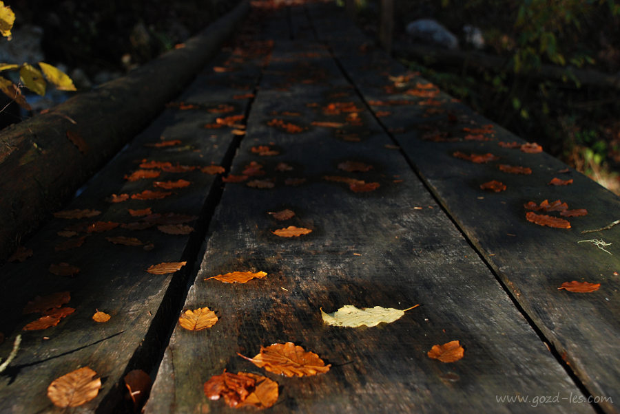 Listje na lesenem mostu