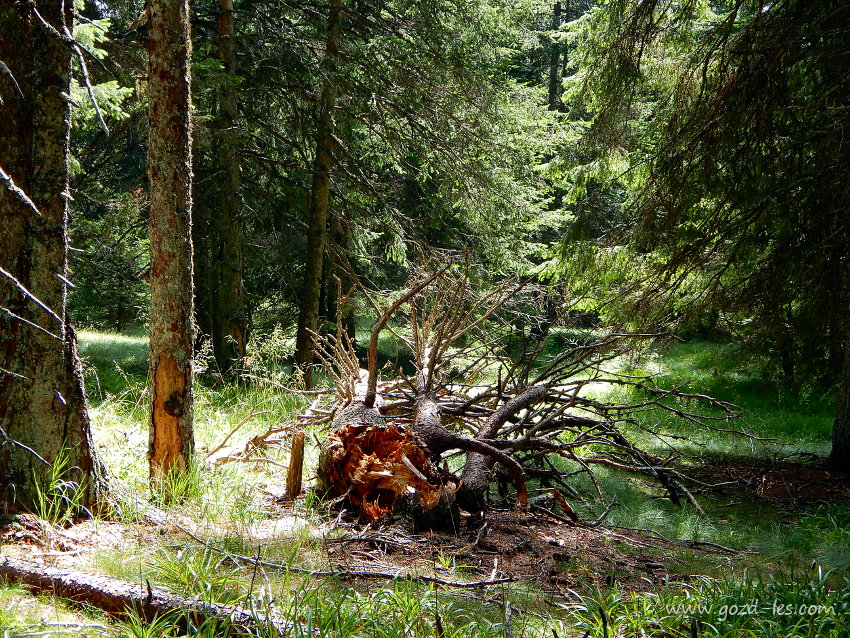 Ostanki drevesa v gozdu