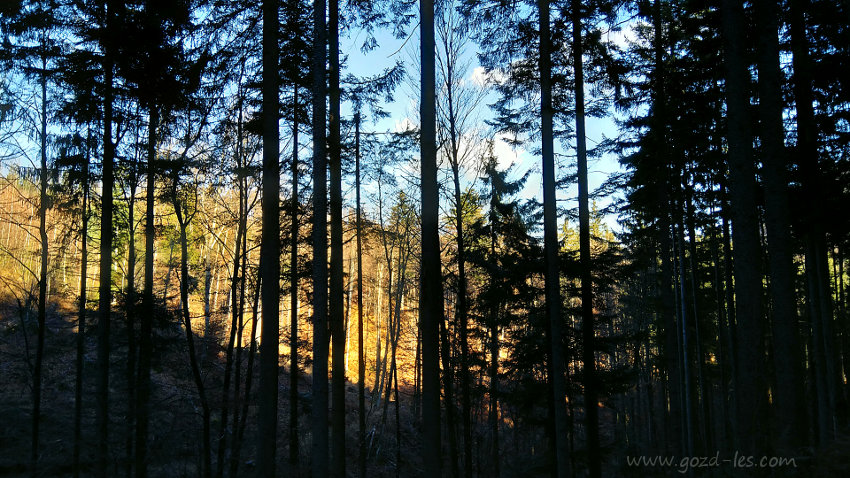 Gozd na osojni strani hriba