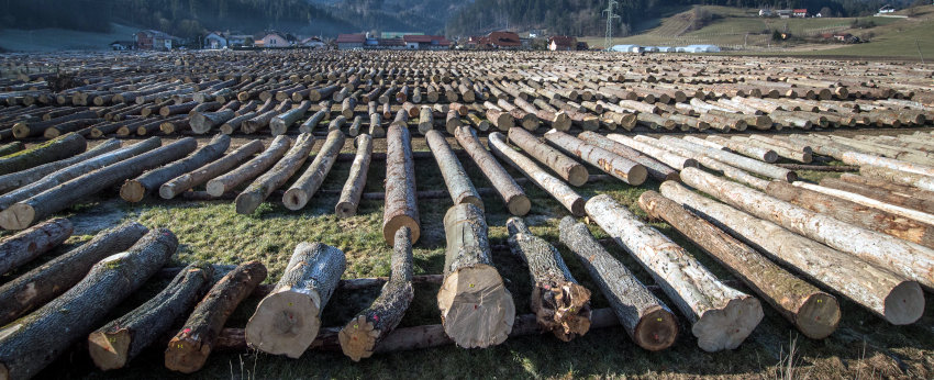 Dražba lesa Slovenj Gradec 2020 - Fotografija: ZGS
