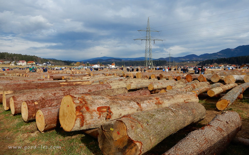 Licitacija lesa 2020