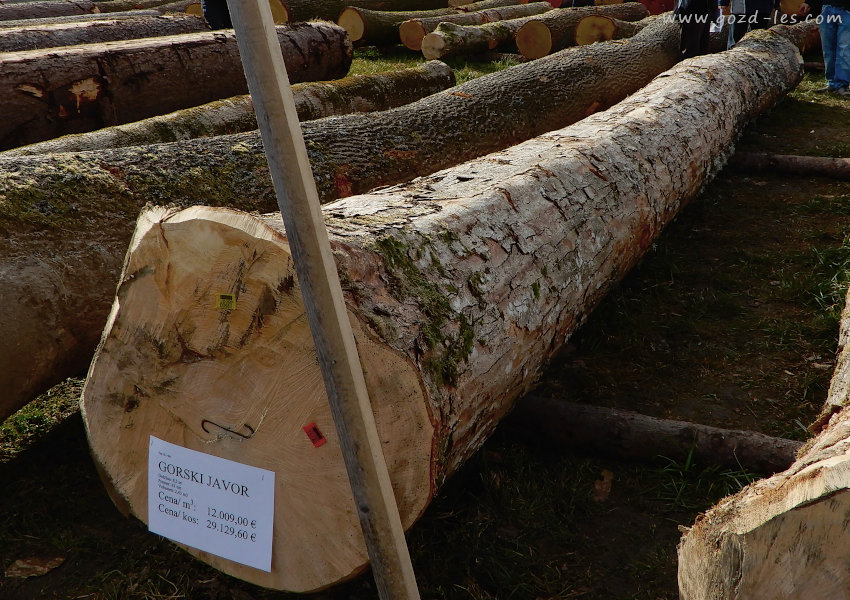 Drugi najdražji hlod na dražbi lesa 2020