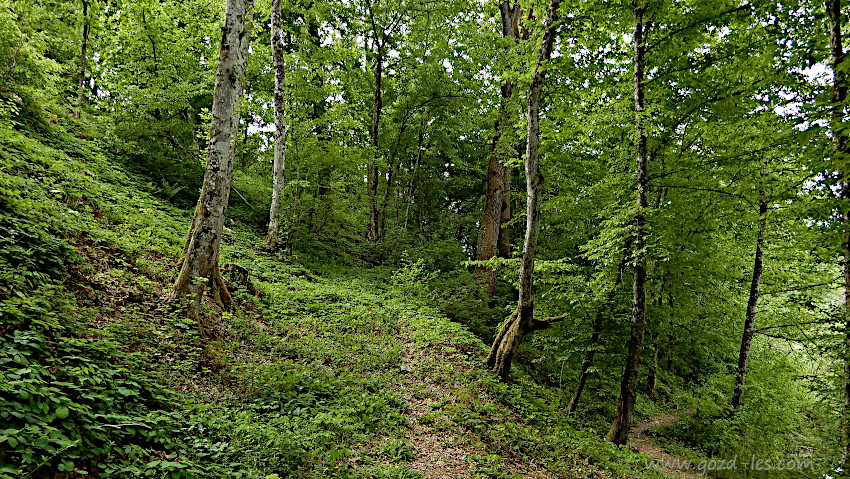 Gozd v krajinskem parku Lahinja nad izvirom Lahinje