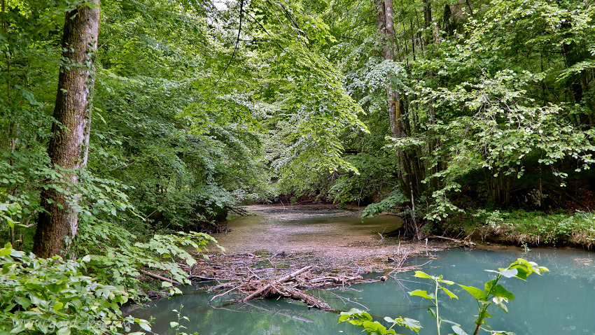 Reka Lahinja, ki teče skozi gozd