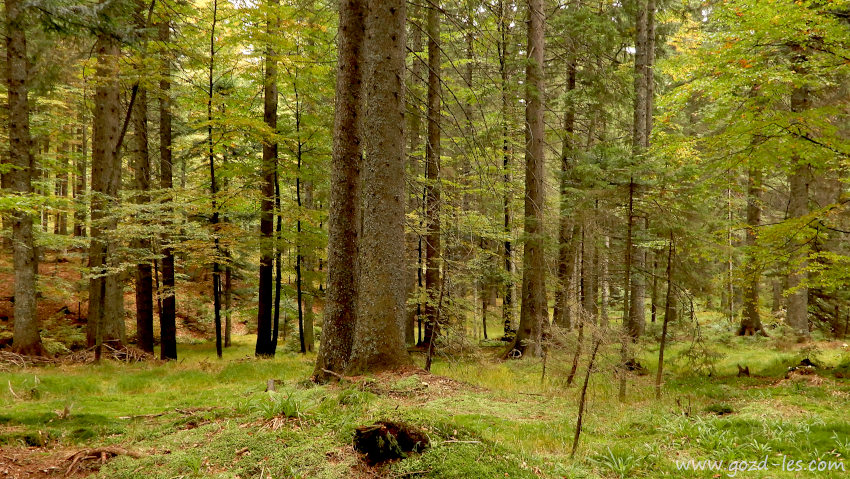 Pohorski gozdovi