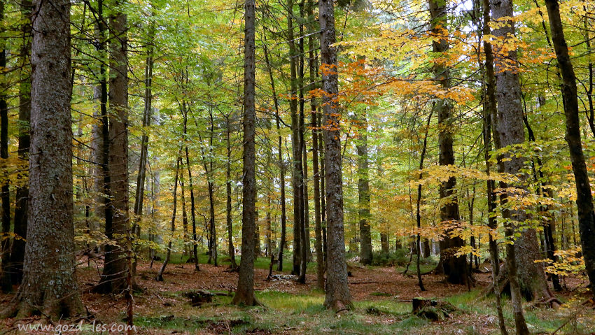 Jesenski gozd listavcev