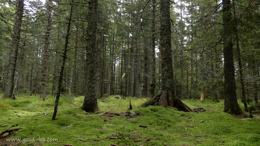 Pohorski gozd