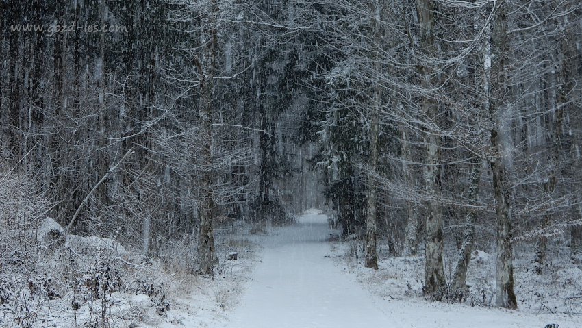 Gozdna cesta v močnem sneženju