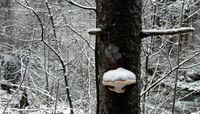 Lesna goba prekrita s snegom na stoječem deblu