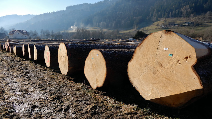 Dražba lesa