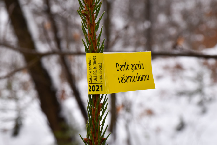 ZGS oznaka novoletne smrečice iz slovenekega gozda