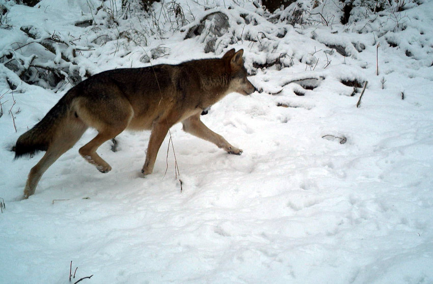 Volk v snegu