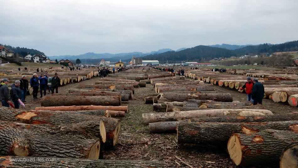Pogled na licitacijo lesa 2024