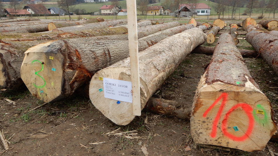 Zmagovalni hlod licitacije lesa 2024