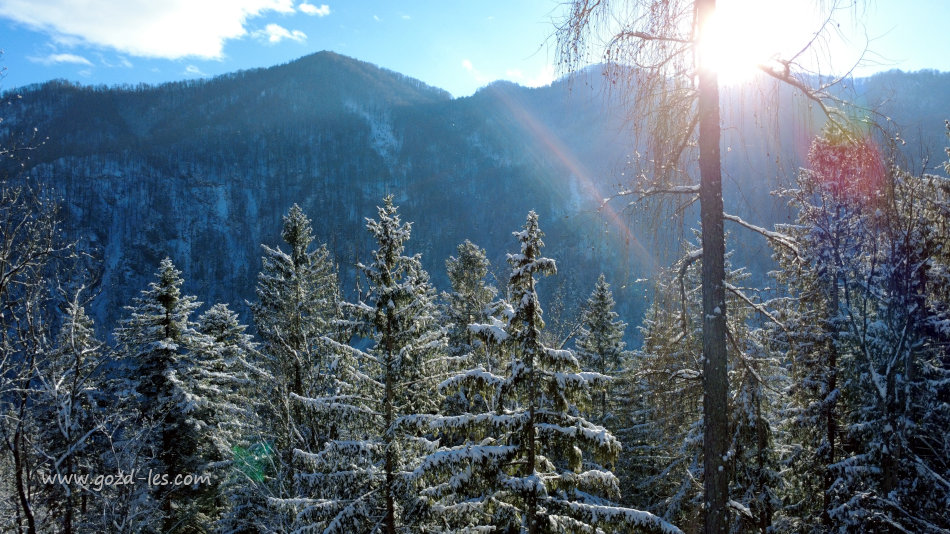 Pogled na gozd iz zraka