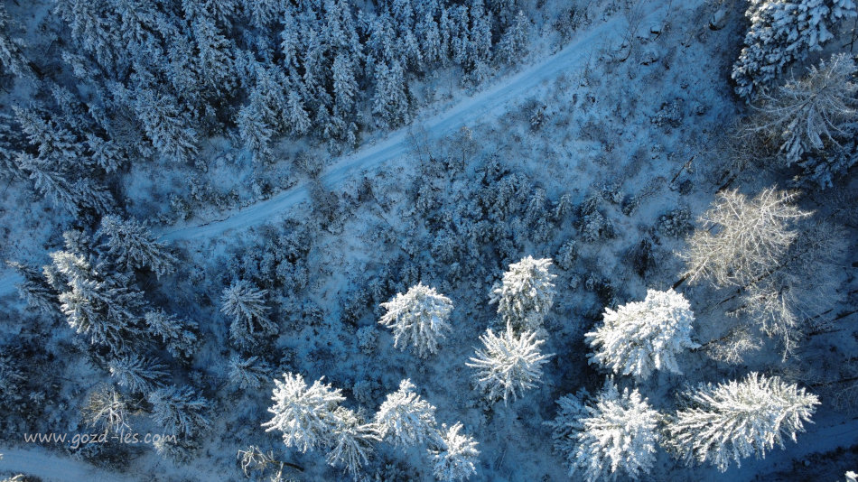 Gozdna cesta v snegu