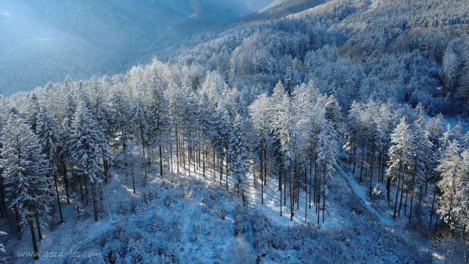 Gozd v snegu iz zraka