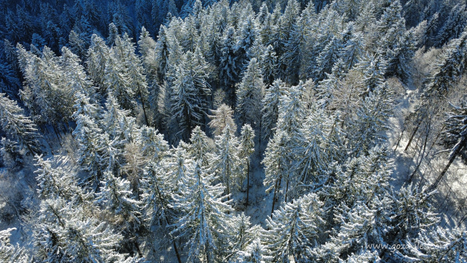 Gozd v snegu iz zraka