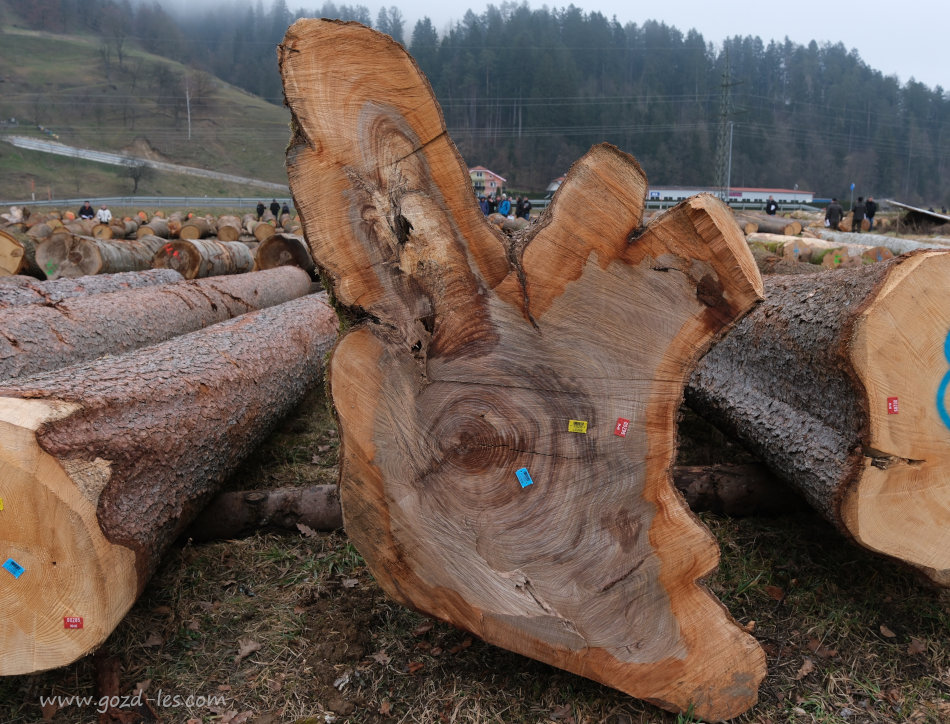 Hlod gorskega bresta