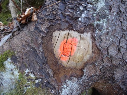 Oznaka drevesa odkazanega za posek